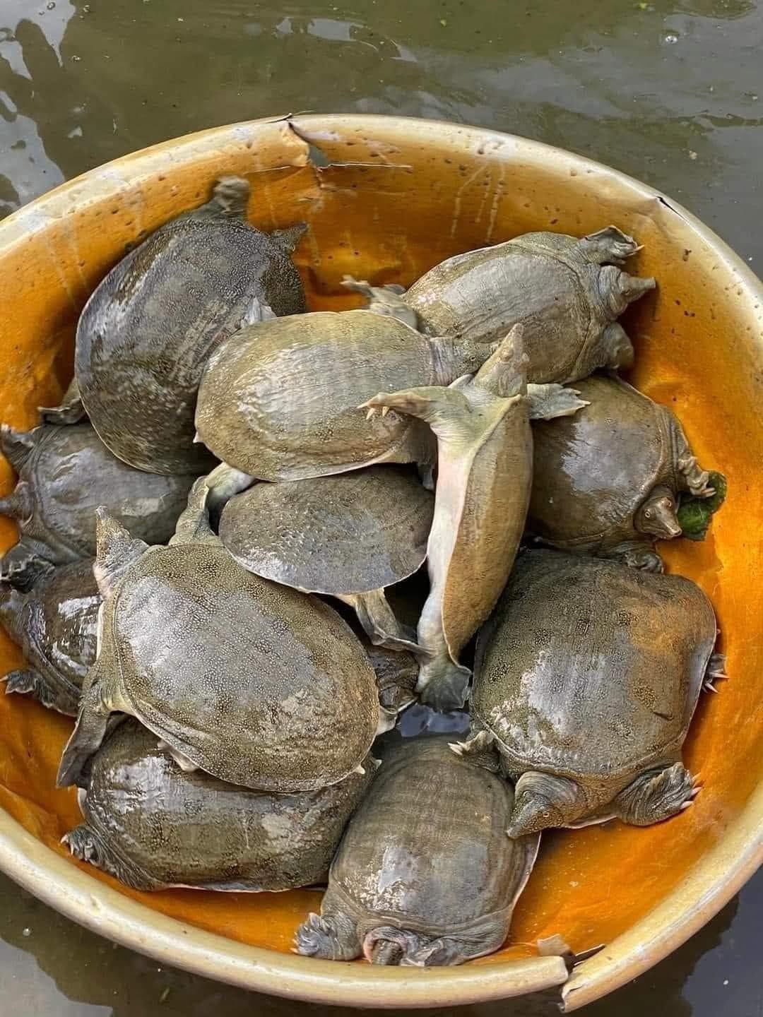 Ba Ba Thịt - ảnh 3