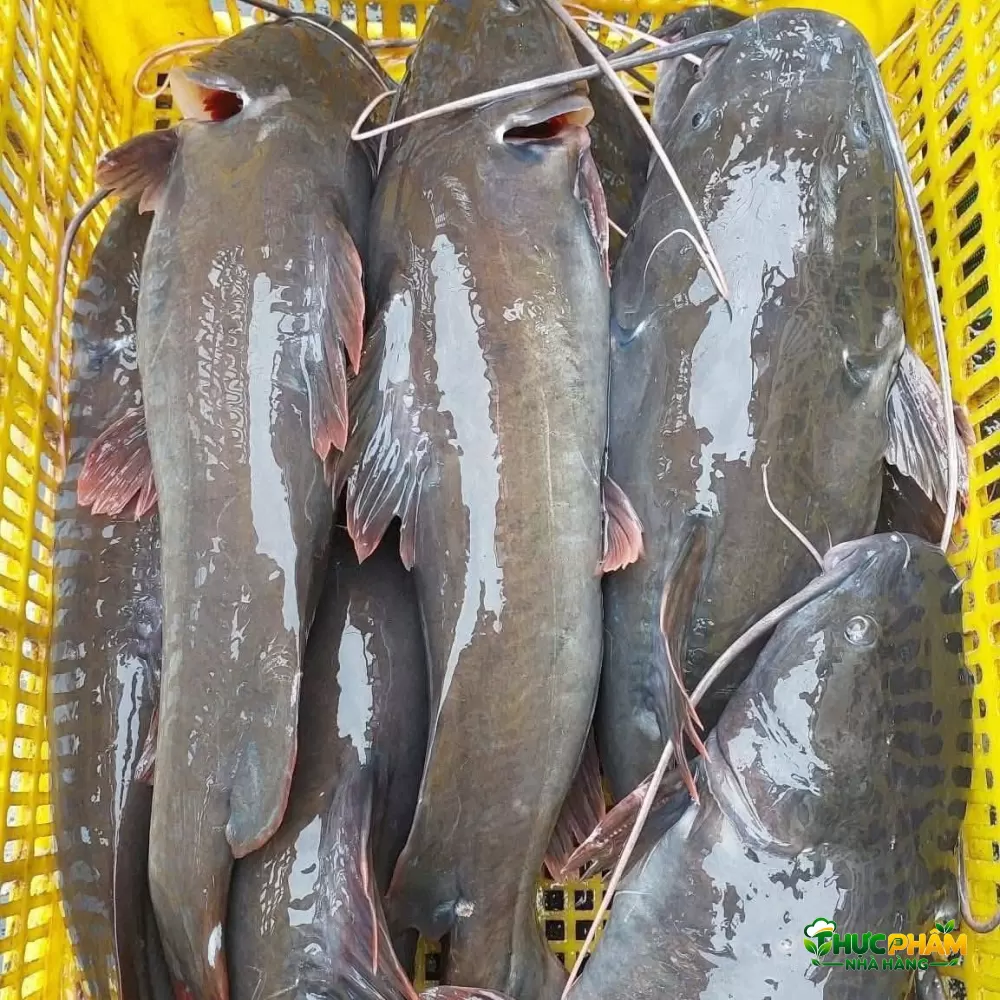 Cá Lăng Đuôi Đỏ - ảnh 3
