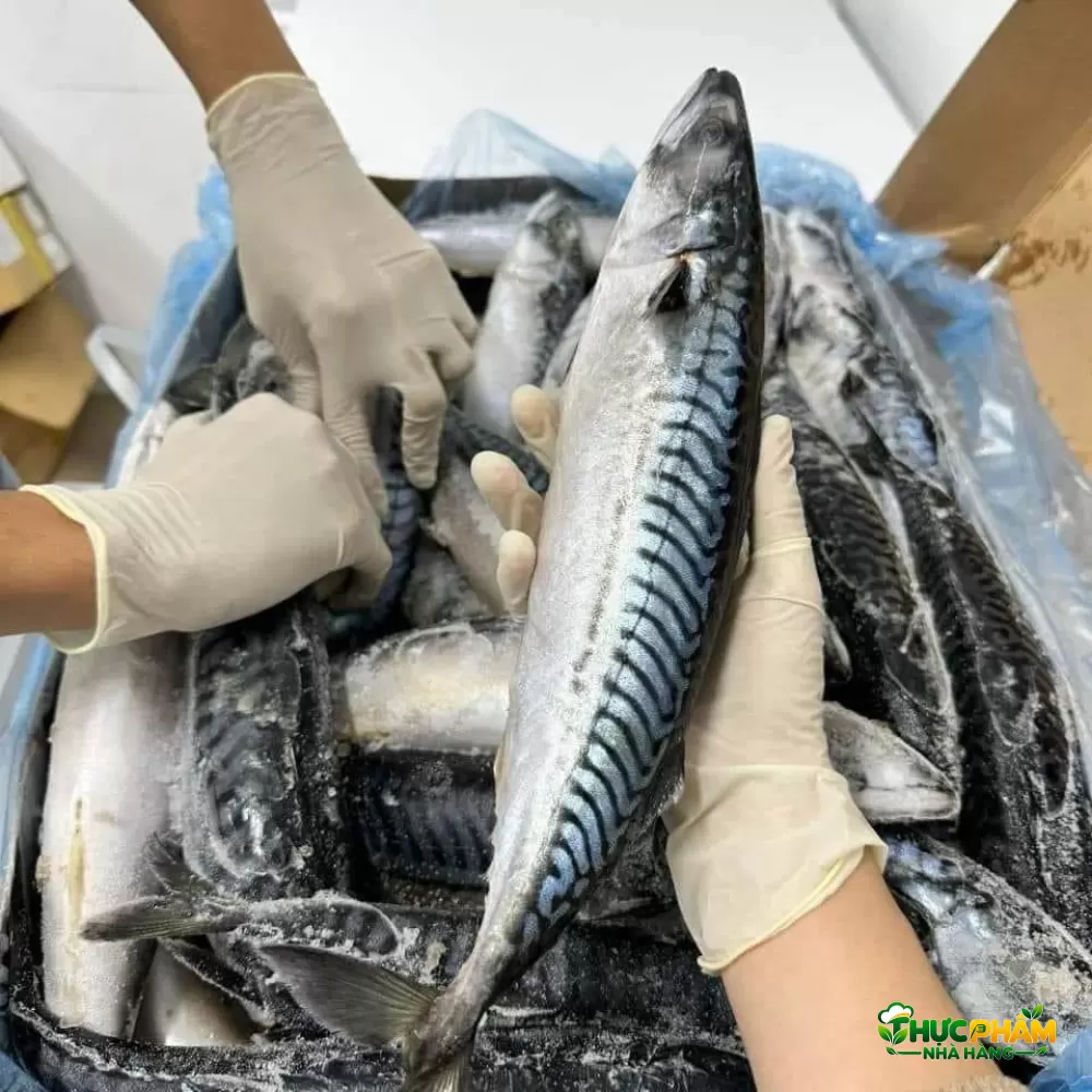 Cá Saba TQ Size 200 - 400gr 1. BẢNG BÁO GIÁ SỈ CÁ SABA TRUNG QUỐC (SIZE 200g - 400g) — Cá Saba TQ Size 200 - 400gr