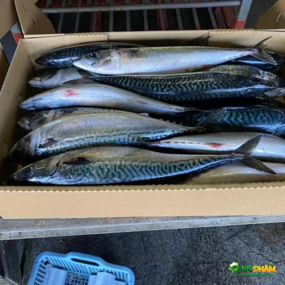 Cá Saba TQ Size 200 - 400gr 3. CÁC MÓN ĂN THƯỜNG CHẾ BIẾN TỪ CÁ SABA — Cá Saba TQ Size 200 - 400gr