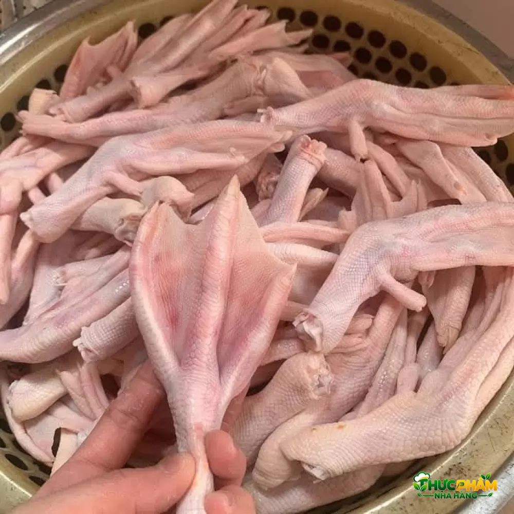 Hình ảnh sản phẩm Chân Vịt Tươi Đặc điểm chân vịt tươi — Chân Vịt Tươi