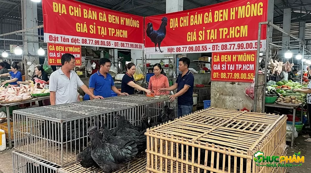 Địa Chỉ Bán Gà Đen H'Mông Giá Sỉ Tại TP.HCM