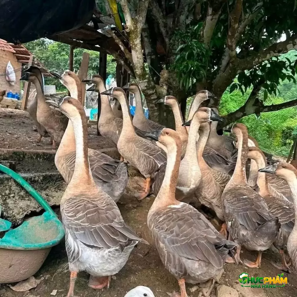 Hình ảnh sản phẩm Ngỗng Thịt Bảng giá ngỗng thịt tươi sống — Ngỗng Thịt