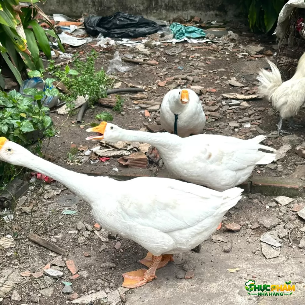Hình ảnh sản phẩm Ngỗng Thịt Chủng loại ngỗng thịt VIFOOD cung cấp — Ngỗng Thịt