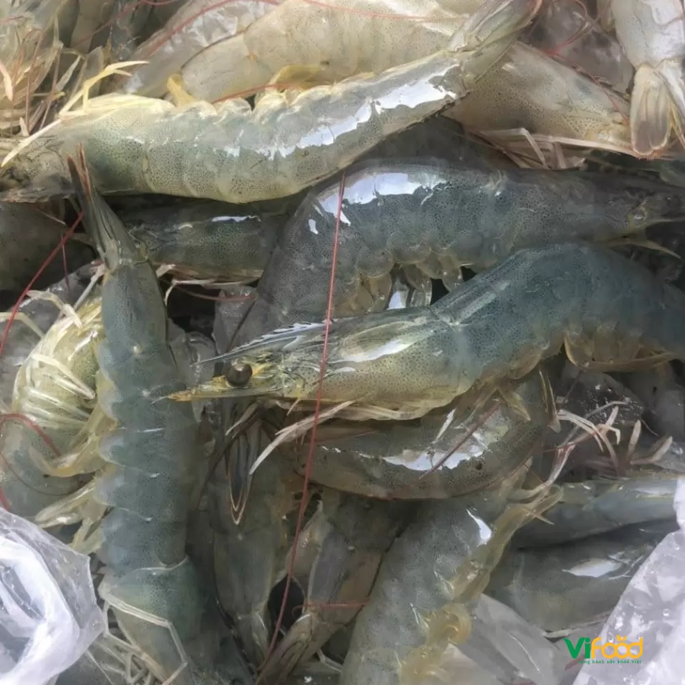 Hình ảnh sản phẩm Tôm Thẻ Tươi Sống 1. Tôm thẻ tươi sống là gì? — Tôm Thẻ Tươi Sống